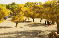 还放置导逛胡杨林生态